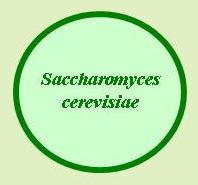 Saccharomyces cerevisiae